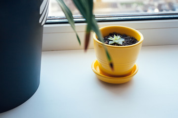 A beautiful yellow pot with small succulent in it stands on a white windowsill next to a large black flower pot with a green plant against a blurred window. Selective focus