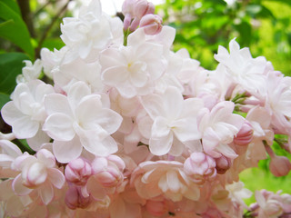 White lilac