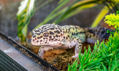 Leopard gecko in a terrarium.
