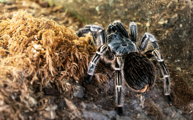 Tarantula spider terrarium