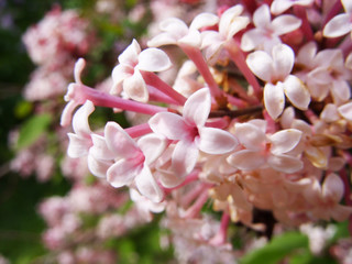 Pink flowers