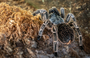 Tarantula spider terrarium