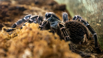 Tarantula spider terrarium