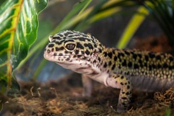 Leopard gecko in a terrarium.