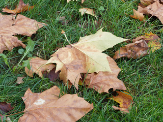 (Platanus hispanica) London plane foliage close-up in autumn color on grass 