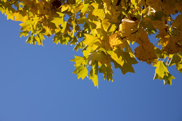 京都ぶらり、黄葉と青空