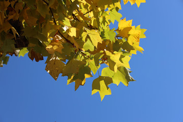 京都ぶらり、黄葉と青空