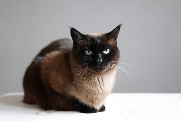 siamese or thai cat - purebred feline pet resting indoors