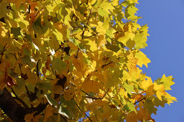 京都ぶらり、黄葉と青空