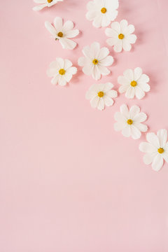 A beautiful white chamomile, daisy flowers on pale pink background.  Holiday, wedding, birthday, anniversary concept.  Flat lay, top view, copy space. Minimal concept.