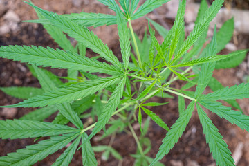 Green medicinal plant cannabis leaf at blured background