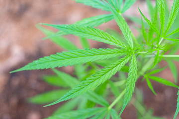 Green medicinal plant cannabis leaf at blured background