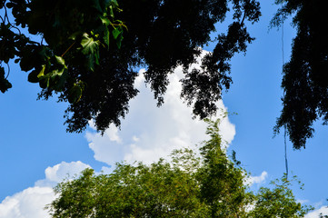 forest trees. nature green wood sunlight backgrounds.