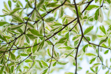 green leaves and blue sky background