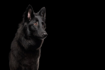 Portrait of Groenendael Belgian Shepherd Dog Curious Stare at side on Isolated Black Background