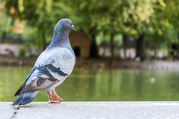 Gray dove bird outdoors in a city park.