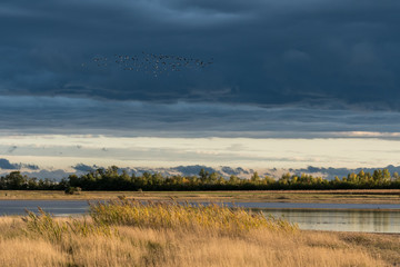 Großer Schwarm von Staren im Herbst in der Luft über Wasser und Schilf