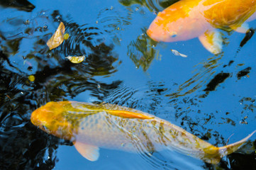 beautiful koi fish swimming in the pond