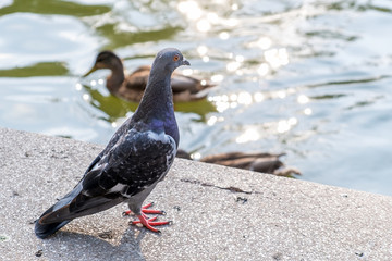 Gray dove bird outdoors in a city park.