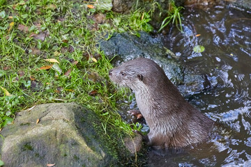 Hungry otter at feeding by the water.