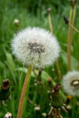 Close-Up of a dandelion with a insect on top in full blossom during spring time in Germany