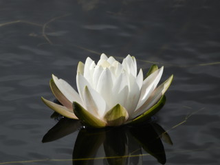 Lake Apopka Wildlife Drive