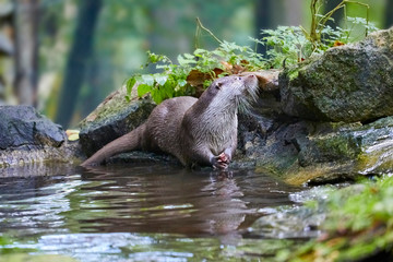 Hungry otter at feeding by the water.