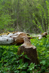 Close-up of large tree trunk bark chewed gnawed by beavers in the forest.