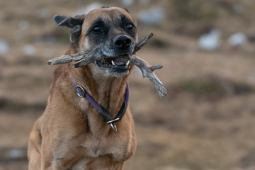 Hund aportiert Stock