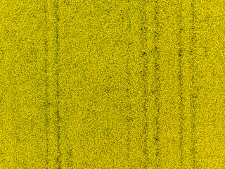 Colorful field of yellow blooming raps flowers. Aerial view.