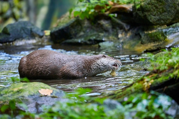 Hungry otter at feeding by the water.