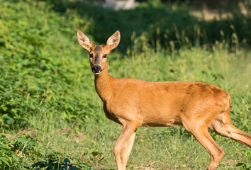 Erwachsenes Reh im Sommer in einer Wiese zur Kamera schauend