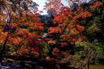 清川の紅葉
