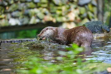 Hungry otter at feeding by the water.