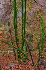 Obraz premium Tree with lots of moss in the foreground and forest with autumn colors in the background