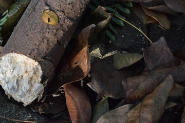 leaf litter