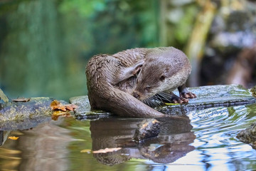 Hungry otter at feeding by the water.