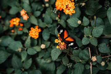 Colorful butterflies in a butterfly factory