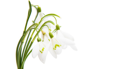 snowdrop bouquet