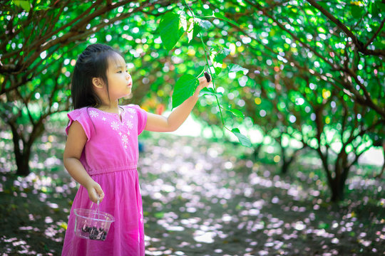 Little Asian Girl Collect The Mulberry Fruit In The Garden