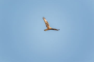 Eastern Marsh Harrier in Mai Po Marshes, Hong Kong (Formal Name: Circus spilonotus)