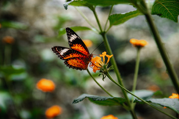 Colorful butterflies in a butterfly factory