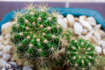 Green cactus in the pot