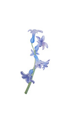 Hand drawn watecolor blue hyacinth 