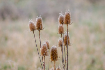 golden colored autumn leaves in nature