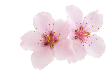 Naklejka na ściany i meble Sakura flowers isolated
