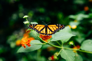 Colorful butterflies in a butterfly factory