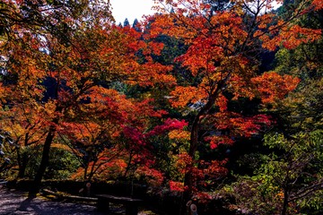 清川の紅葉