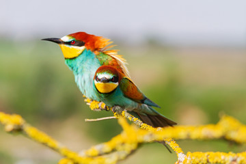 beautiful wild birds with serious looks
