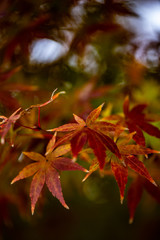 red leave